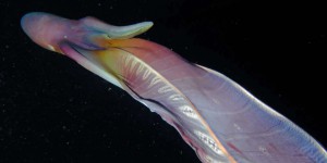 Étrangeté du vivant : la pieuvre couverture, un cas de dimorphisme sexuel extrême !