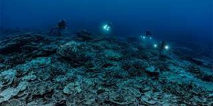 Un immense récif corallien intact découvert à Tahiti