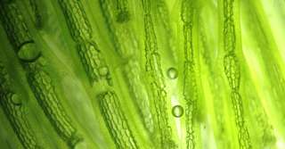 « Les algues terrestres pourraient participer au piégeage du carbone dans les sols »