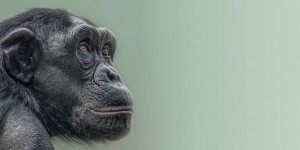 Bêtes de science : les chimpanzés soignent les blessures des autres… à coup d’insectes !