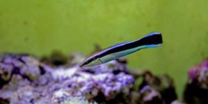 Bêtes de science : des preuves que les poissons ont aussi la conscience d'eux-mêmes