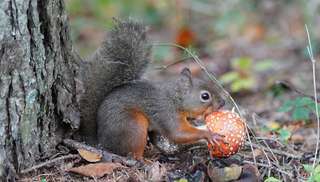 Étrangeté du vivant : des écureuils amateurs de champignons vénéneux !
