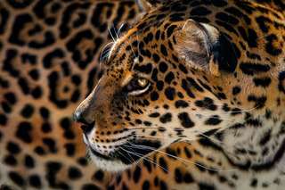 Un jaguar filmé en train d'attaquer un anaconda géant en Amérique du Sud