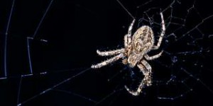 Bêtes de science : ces araignées qui tissent leur toile pour mieux entendre