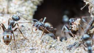 Les fourmis peuvent détecter les cancers
