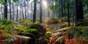 Peut-on encore sauver nos forêts face au changement climatique ?