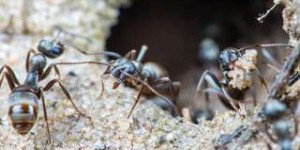 Les talents insoupçonnés des fourmis pour détecter les cancers