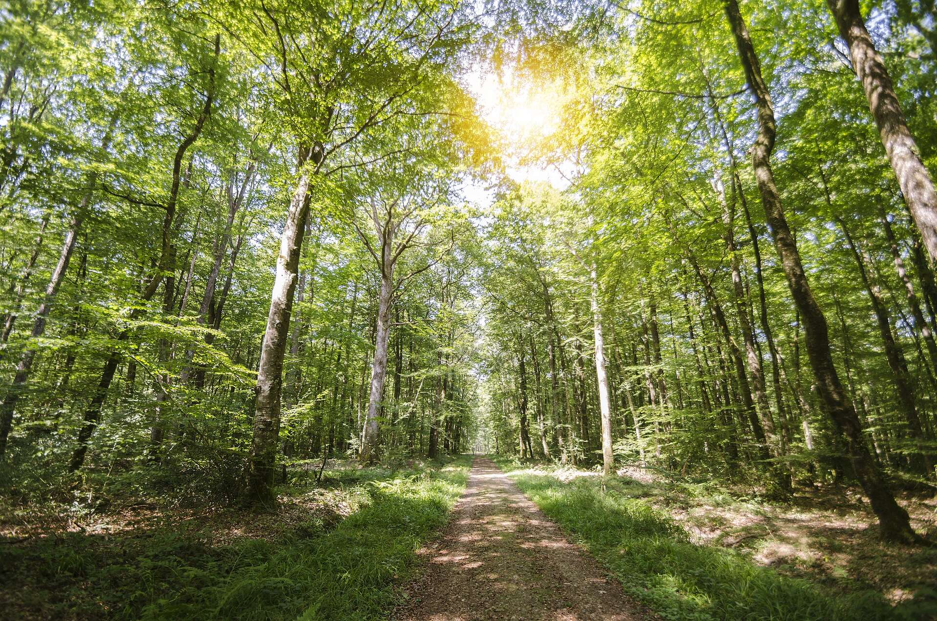 « Planter un milliard d’arbres en France d'ici 2030 » : est-ce possible et souhaitable ?