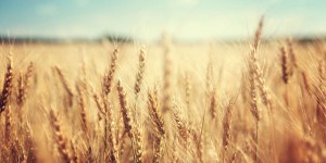 Les scientifiques ont créé un blé qui résiste à la sécheresse
