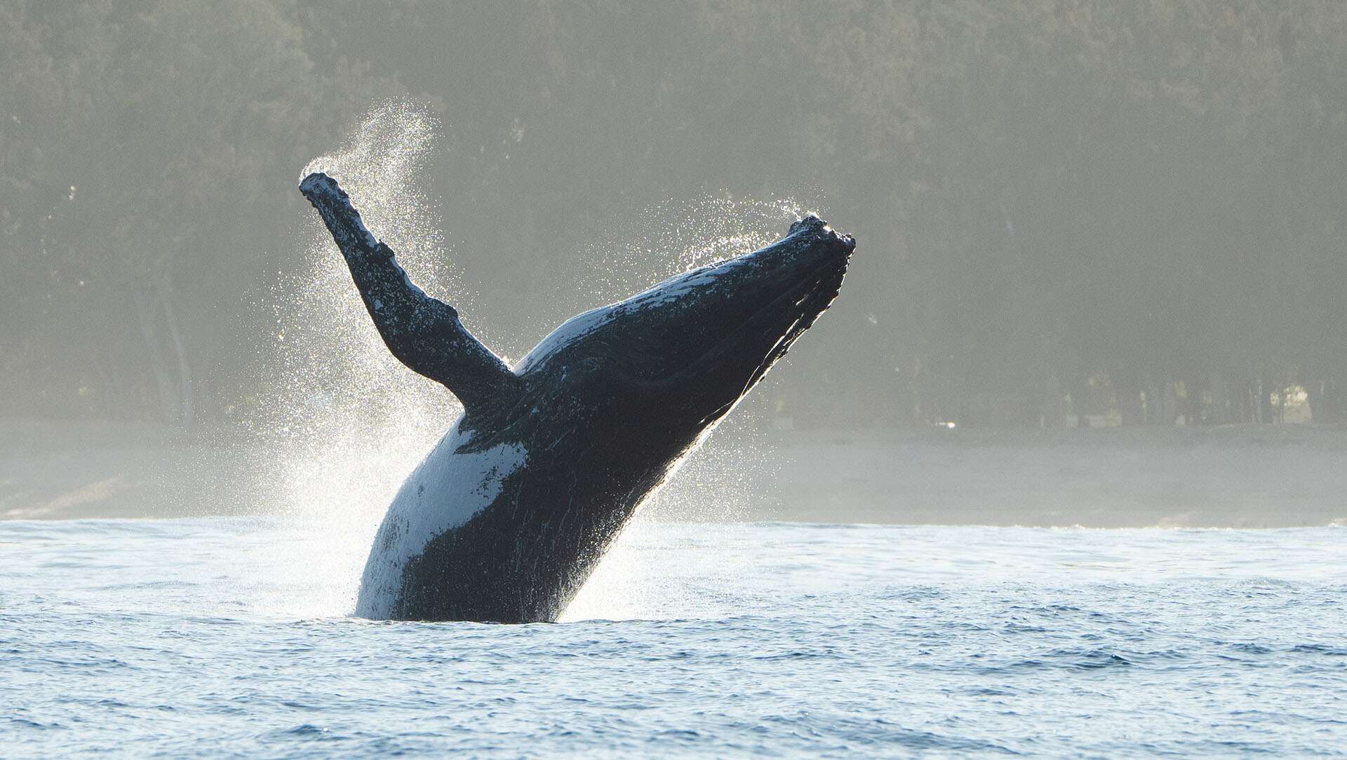 Écoutez le chant des baleines à bosse durant leurs grandes migrations