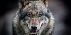 Les loups prolifèrent en France, doit-on s’en réjouir ?