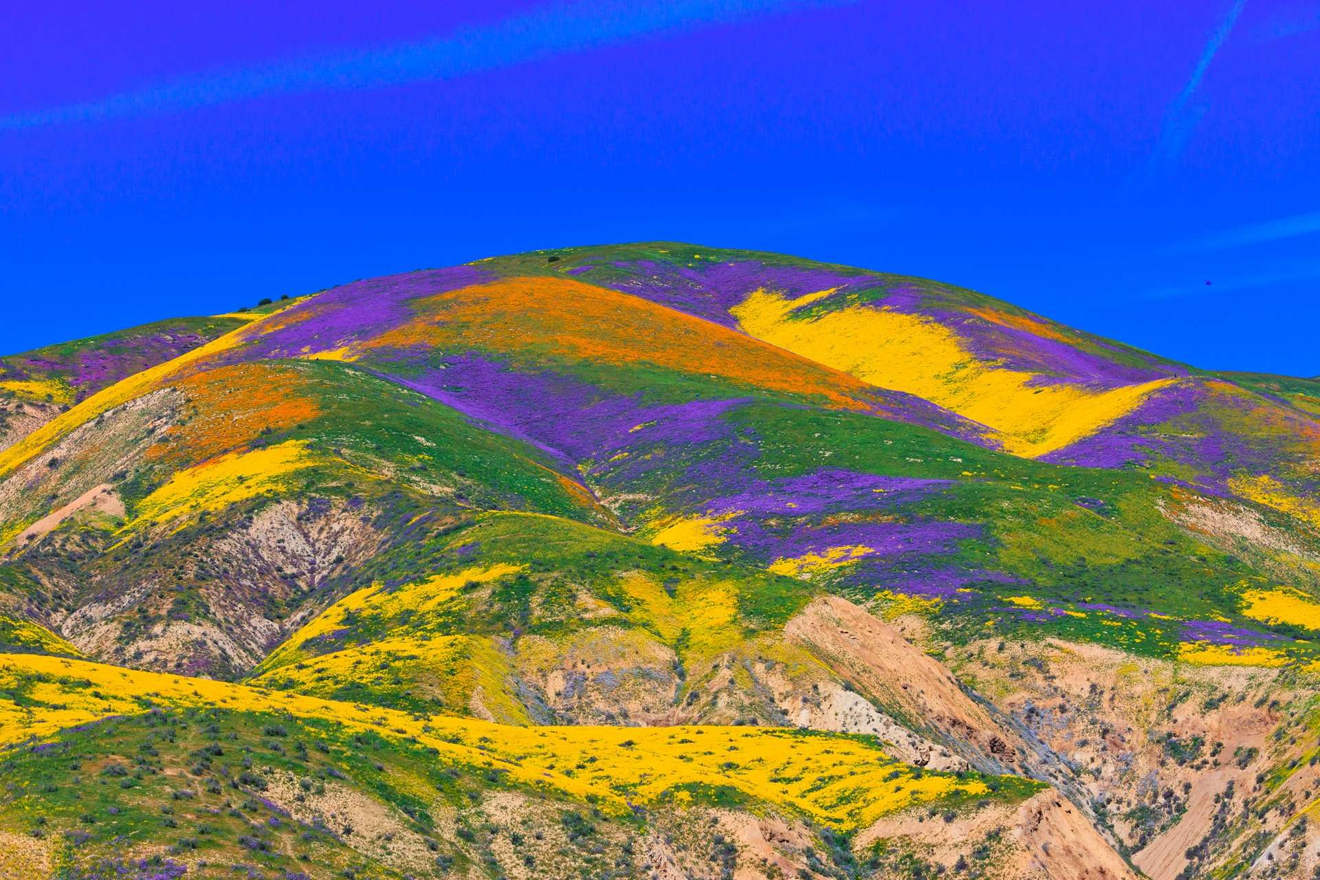 Spectacle rare et merveilleux des tapis de fleurs dans les déserts de Californie et de l’Arizona