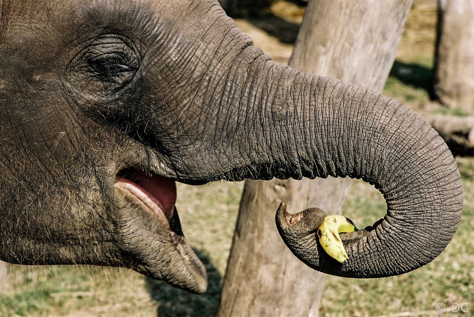 Un éléphant a appris à éplucher une banane