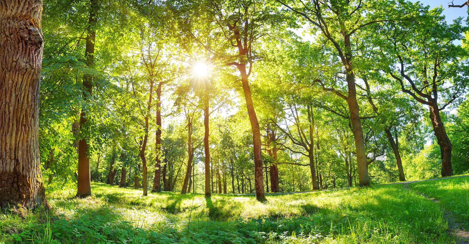 Les forêts n'arrivent pas à suivre le réchauffement climatique