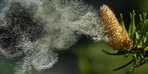 Comment la météo impacte la dispersion des pollens et les allergies