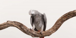 Le perroquet gris du Gabon discute avec les humains en faisant des phrases !