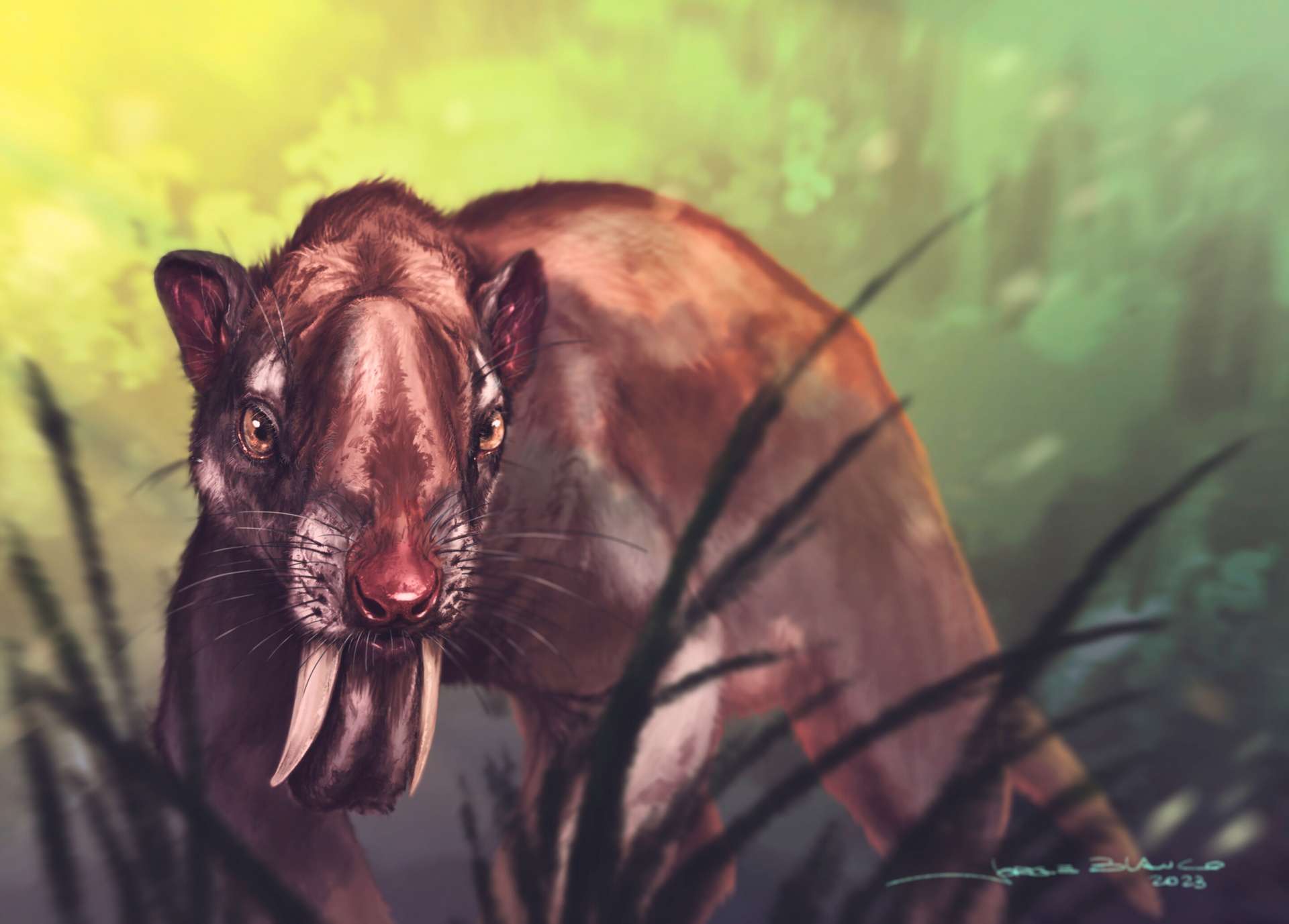 Les scientifiques se demandent si ce carnivore à dents de sabre était bien un redoutable chasseur