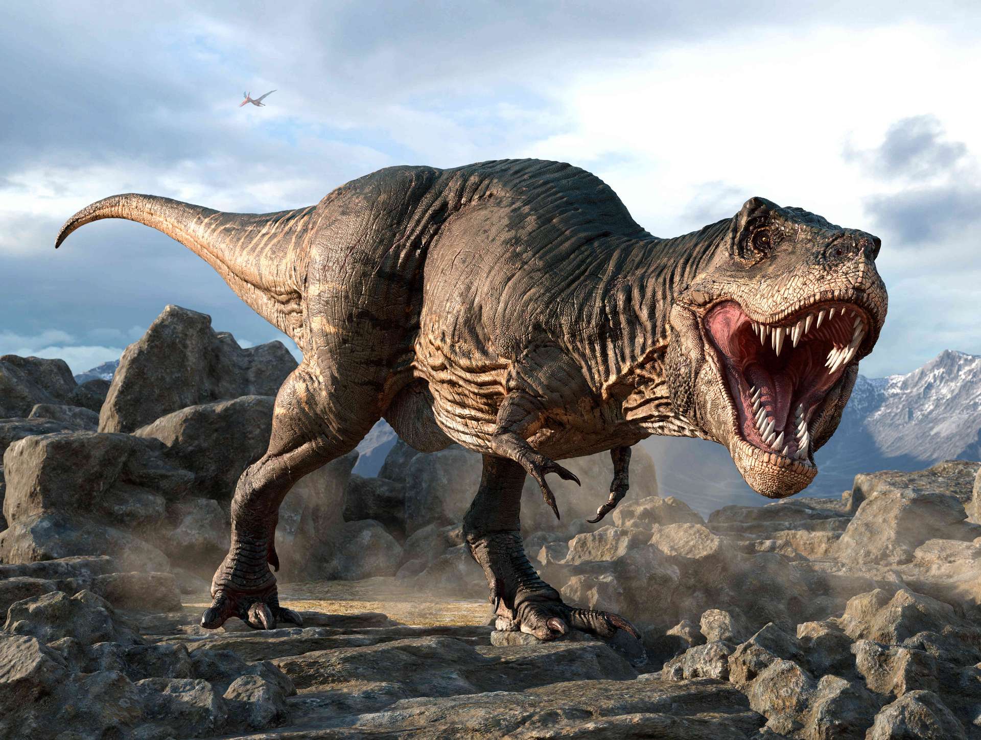 La tête des tyrannosaures était différente de ce que l’on imagine