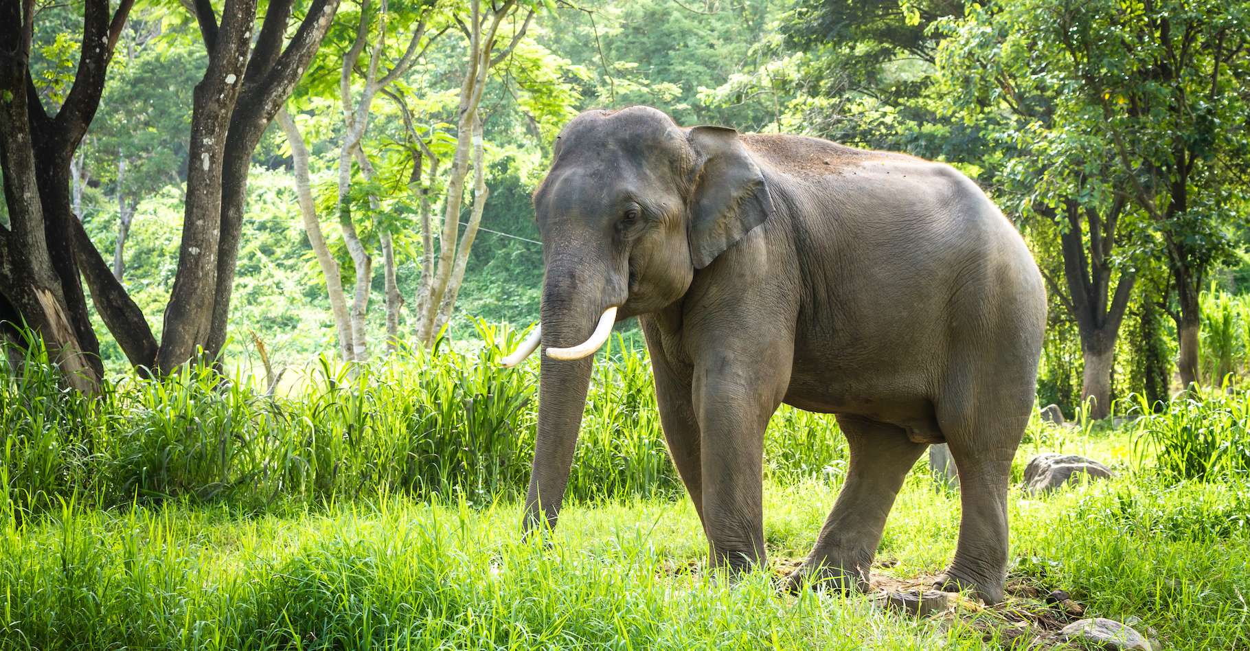 Les éléphants ont perdu près de 65 % de leur habitat en Asie