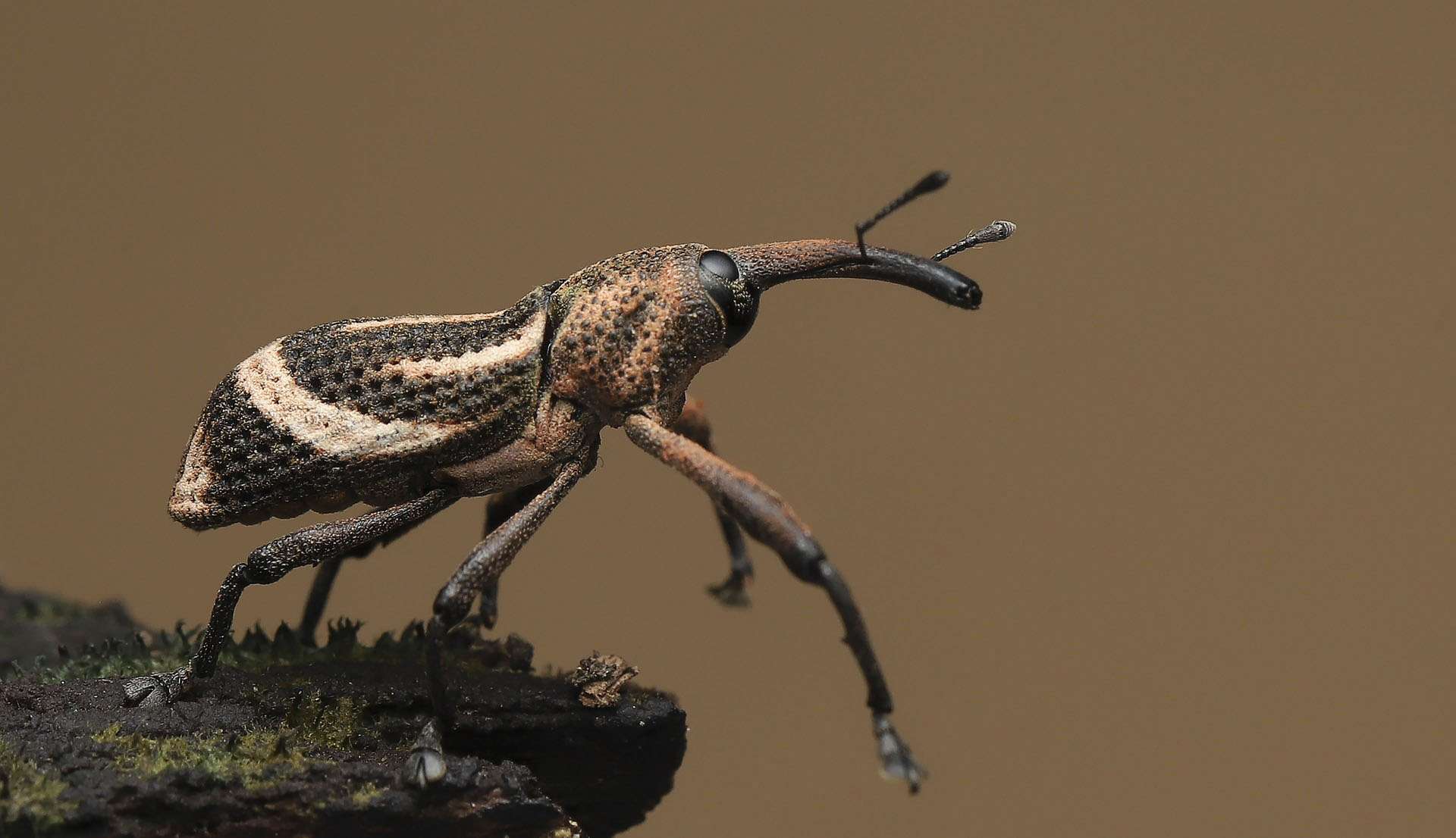 Insecta : les insectes sont en voie de disparition et cela aura des conséquences dramatiques