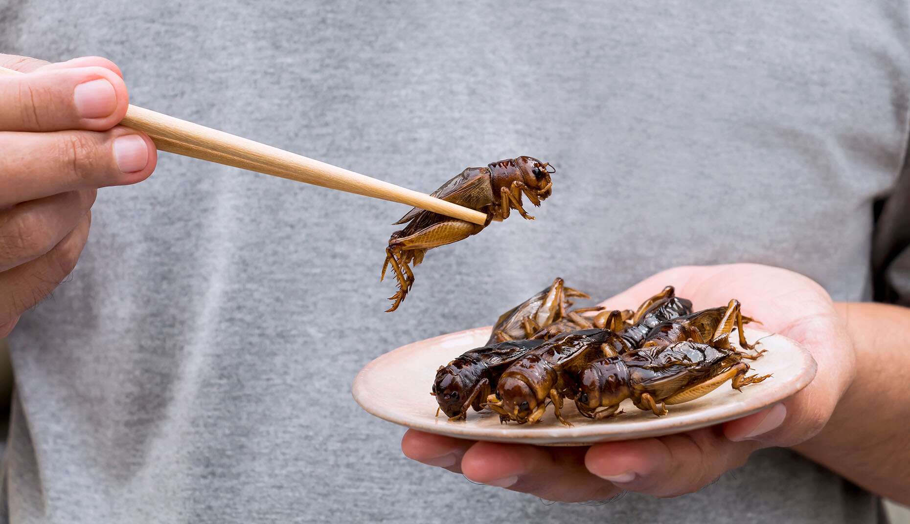« La moitié de l’humanité mange couramment ou occasionnellement des insectes » : pourquoi pas nous ?