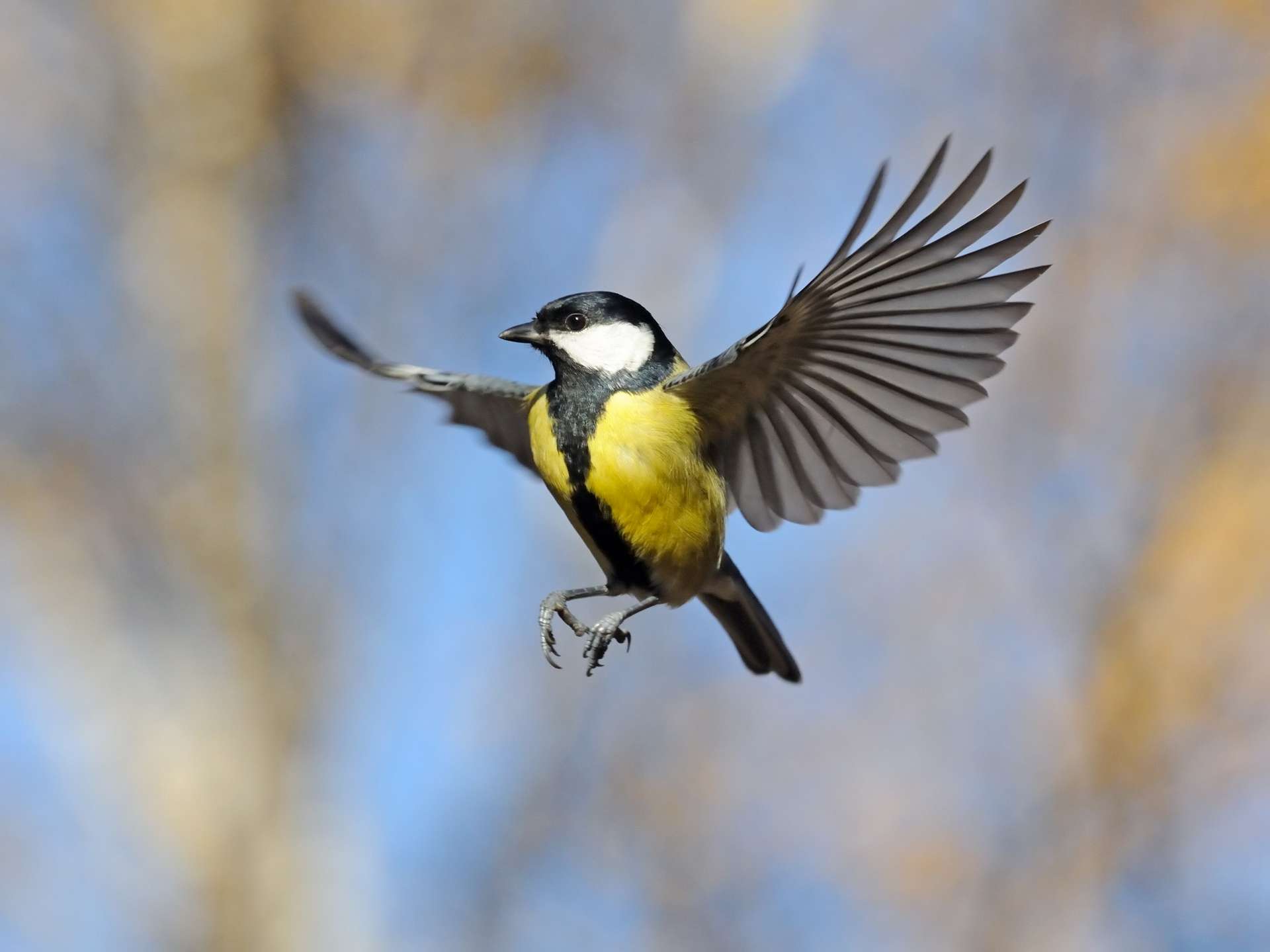 Les oiseaux ont des ailes de plus en plus grandes à cause du réchauffement climatique