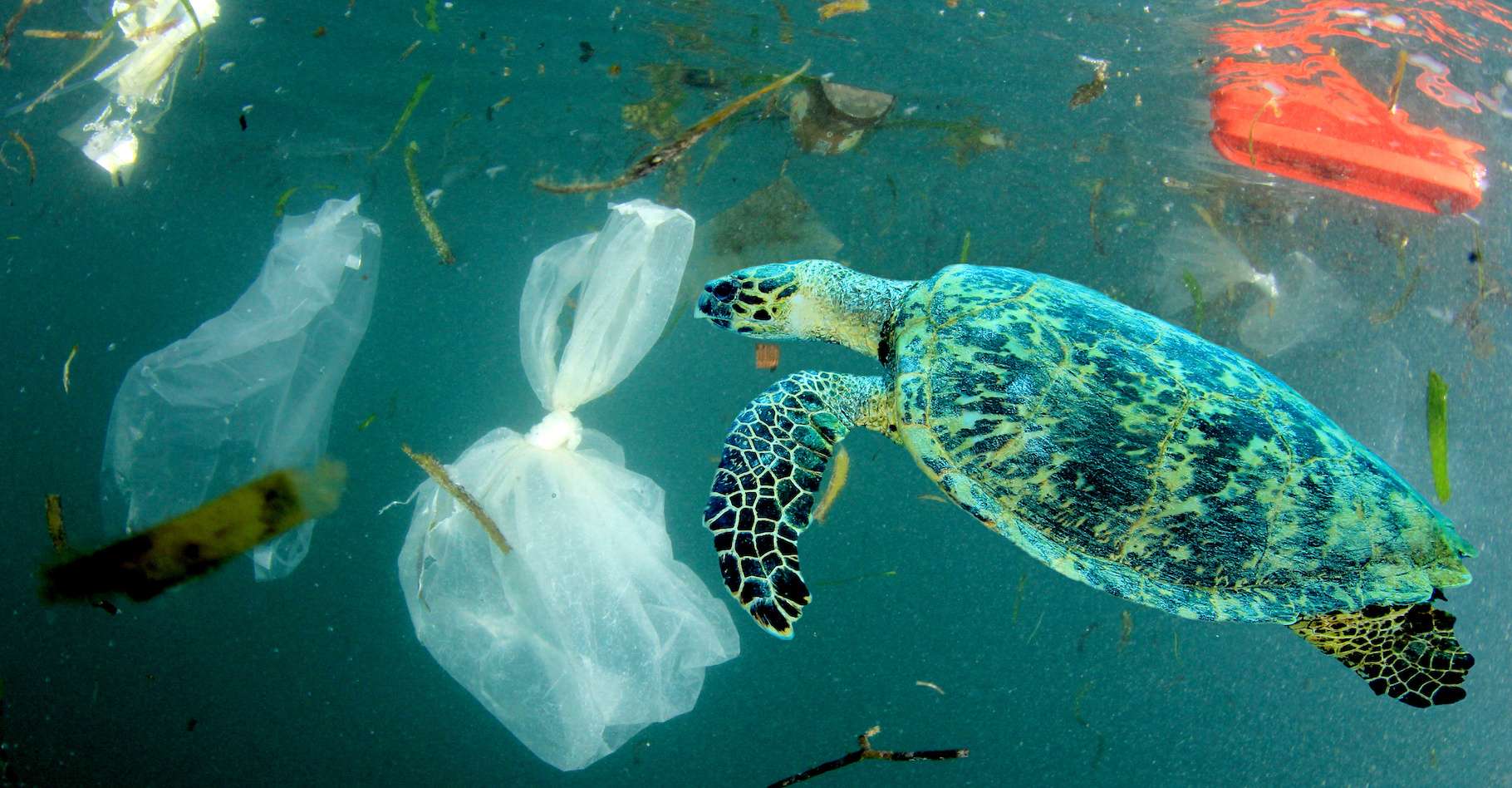 La vie grouille sur le vortex de déchets plastique du Pacifique