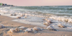 Une invasion impressionnante de méduses sur les plages de la côte Atlantique