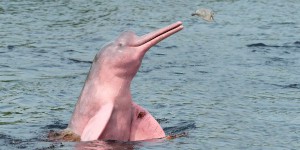 Deux dauphins roses aperçus dans une rivière de Louisiane