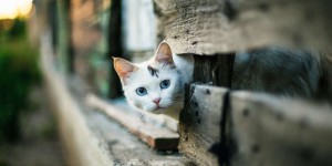 Découverte surprenante : ce chat imite les comportements humains