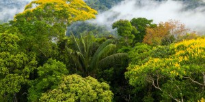 La hausse des températures freine la photosynthèse dans les forêts tropicales