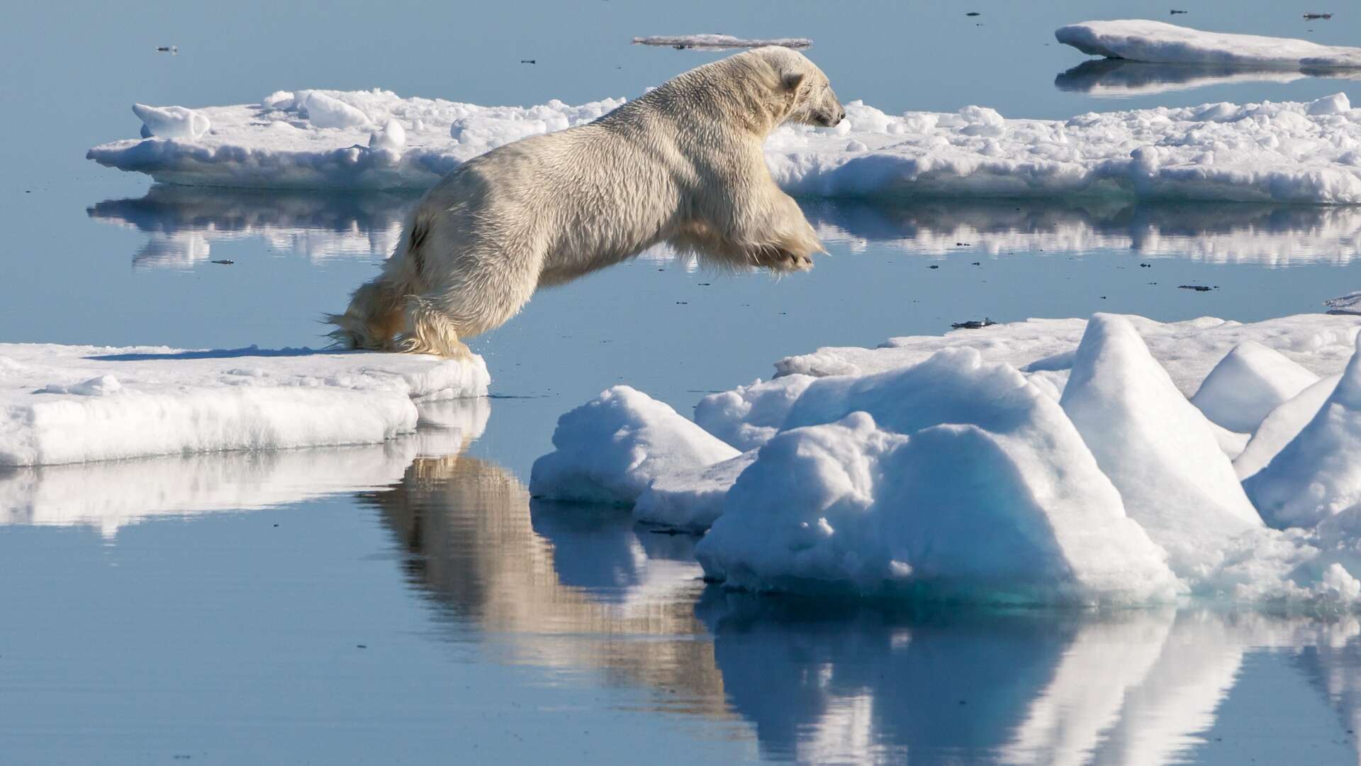Le CO2 scelle le destin des ours polaires montre une étude