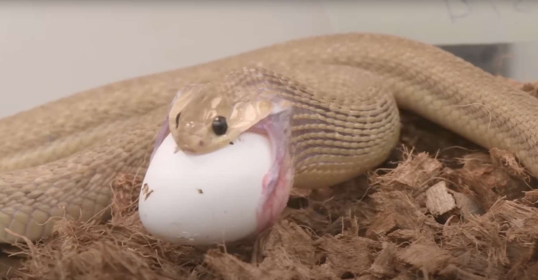 Cet étonnant petit serpent avale des œufs plusieurs fois plus gros que lui !