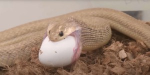 Cet étonnant petit serpent avale des œufs plusieurs fois plus gros que lui !