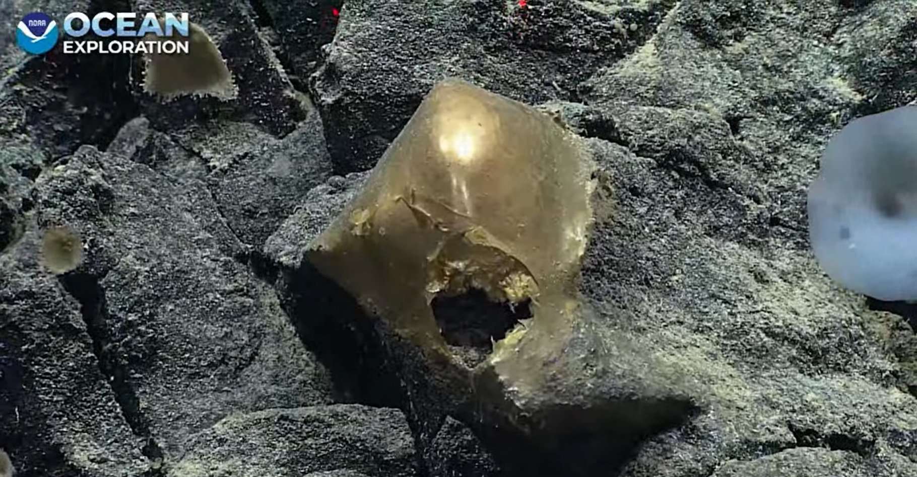 Un étrange objet doré découvert à 3 000 mètres de profondeur dans l'océan