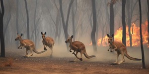 L’Australie vit déjà les effets d’El Niño et redoute un nouvel « été noir »