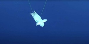 Rencontre merveilleuse dans les abysses : une « pieuvre Dumbo » qui fait le show devant les scientifiques