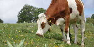 Cette vache basque reconnaît ses congénères en photo