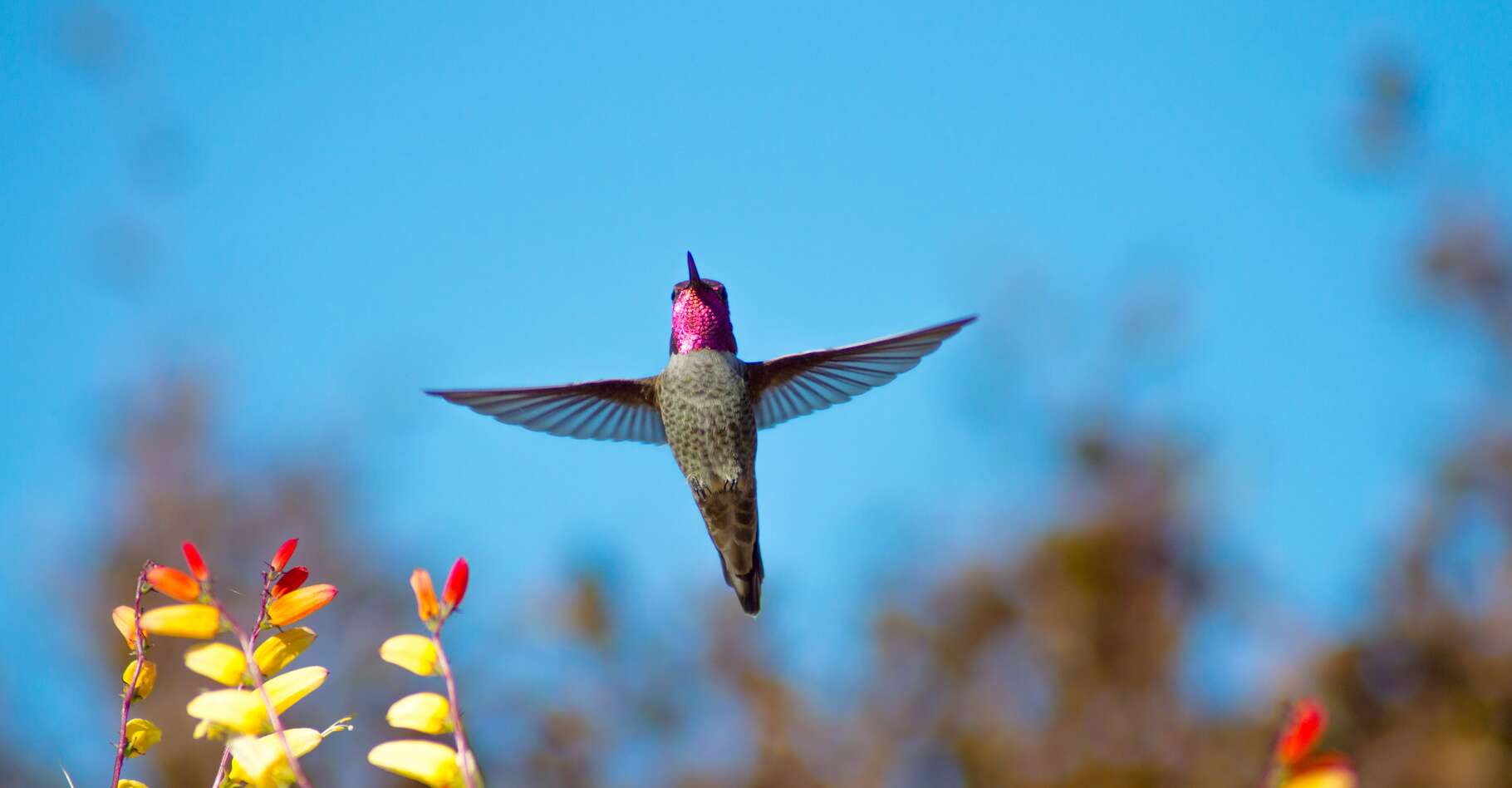 Le colibri est un pilote hors pair : la preuve par ces manœuvres pour se faufiler dans les petits espaces