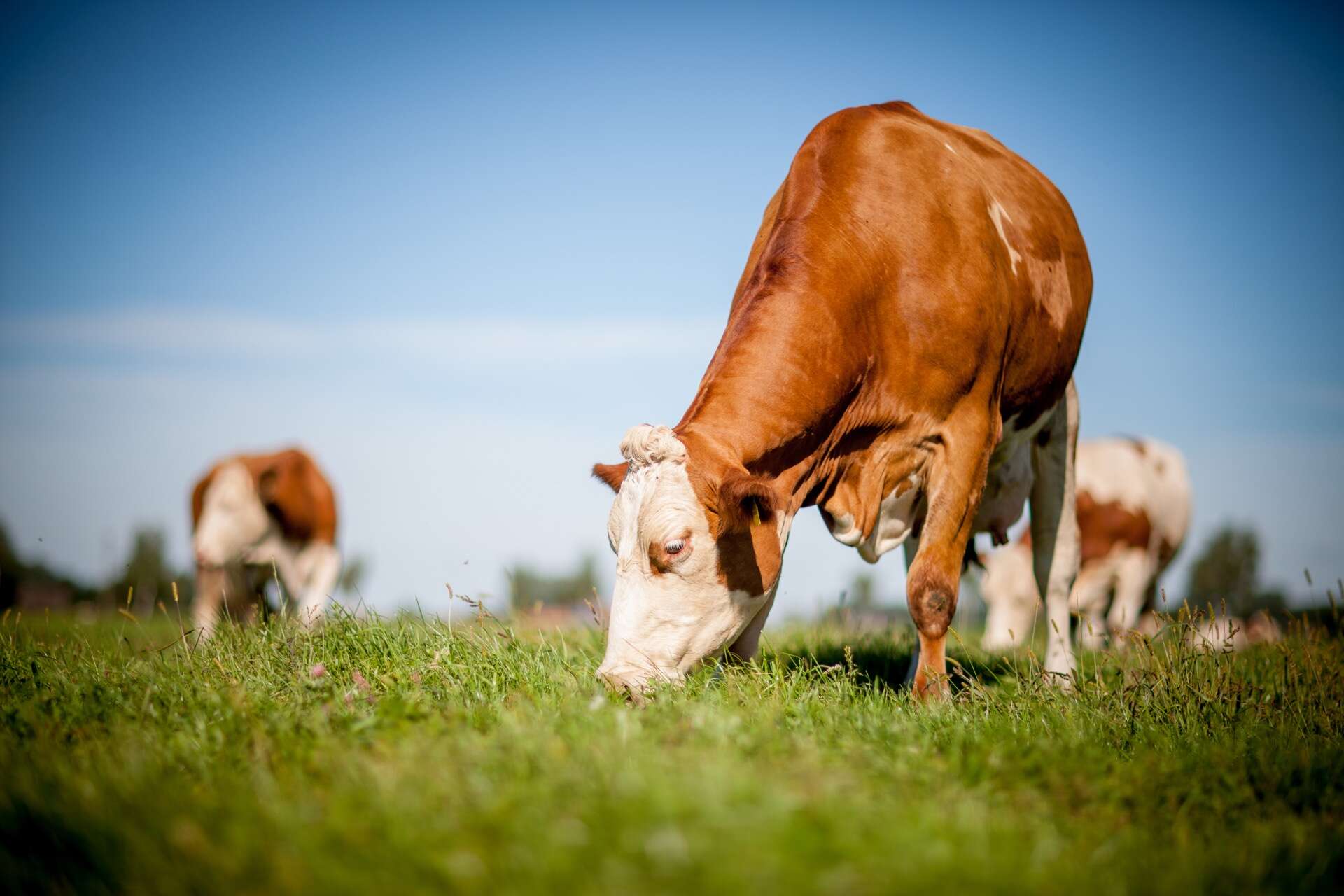 Non, les bovins des pâturages ne sont pas meilleurs pour le climat que ceux nourris aux céréales