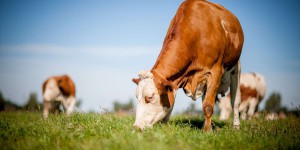 Non, les bovins des pâturages ne sont pas meilleurs pour le climat que ceux nourris aux céréales