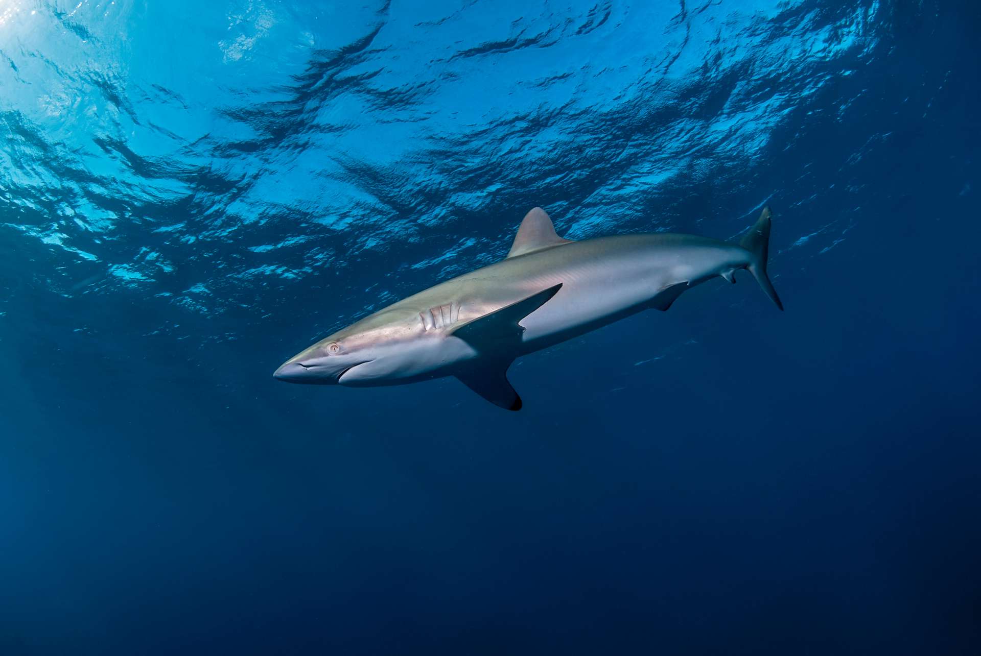 Exceptionnel : ce requin a régénéré sa nageoire dorsale découpée par des humains !