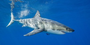 C’est la première fois qu’un grand requin blanc nouveau-né est filmé !