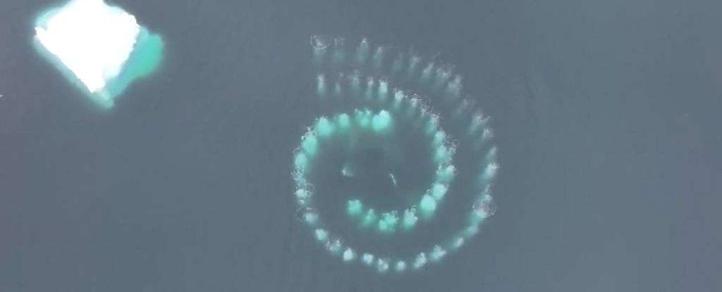 Une étrange spirale de bulles formée dans les eaux de l’Antarctique par des baleines