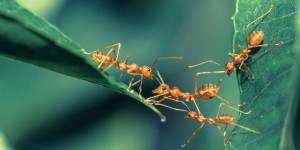 Ces fourmis soignent leurs blessés avec des traitements médicaux sophistiqués