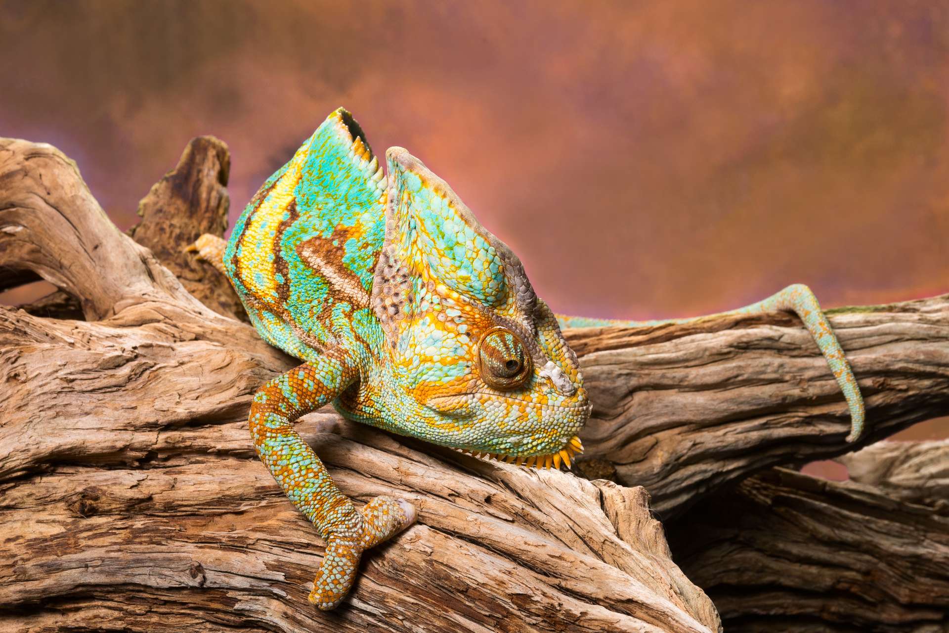 Images exceptionnelles d’une caméléon qui s'illumine de toutes les couleurs avant de s'éteindre