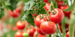 L’énigme des tomates silencieuses qui ne savent plus reconnaître leurs ennemis