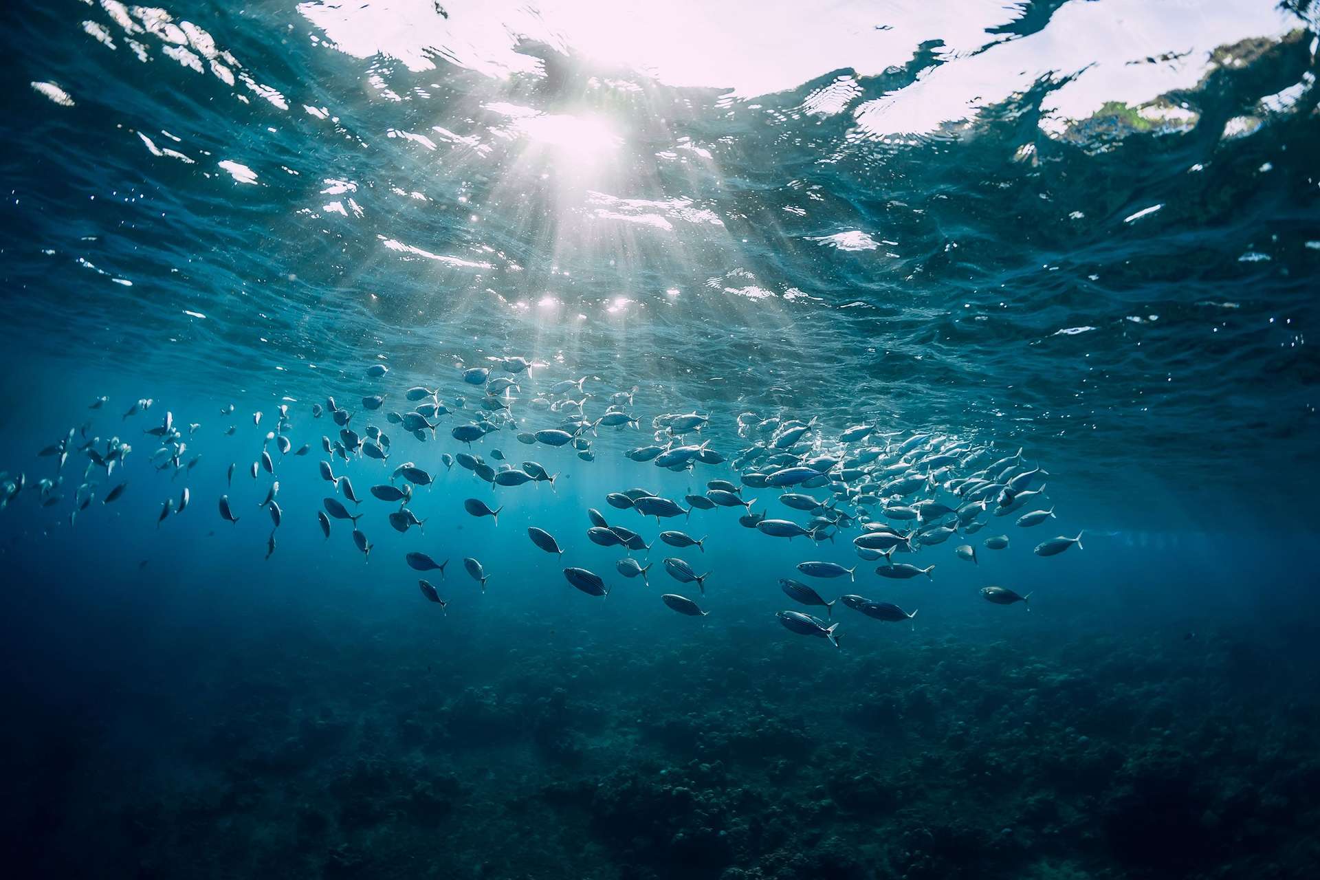L’océan a emmagasiné assez d’énergie en 2023 pour faire bouillir des « milliards de piscines olympiques » !