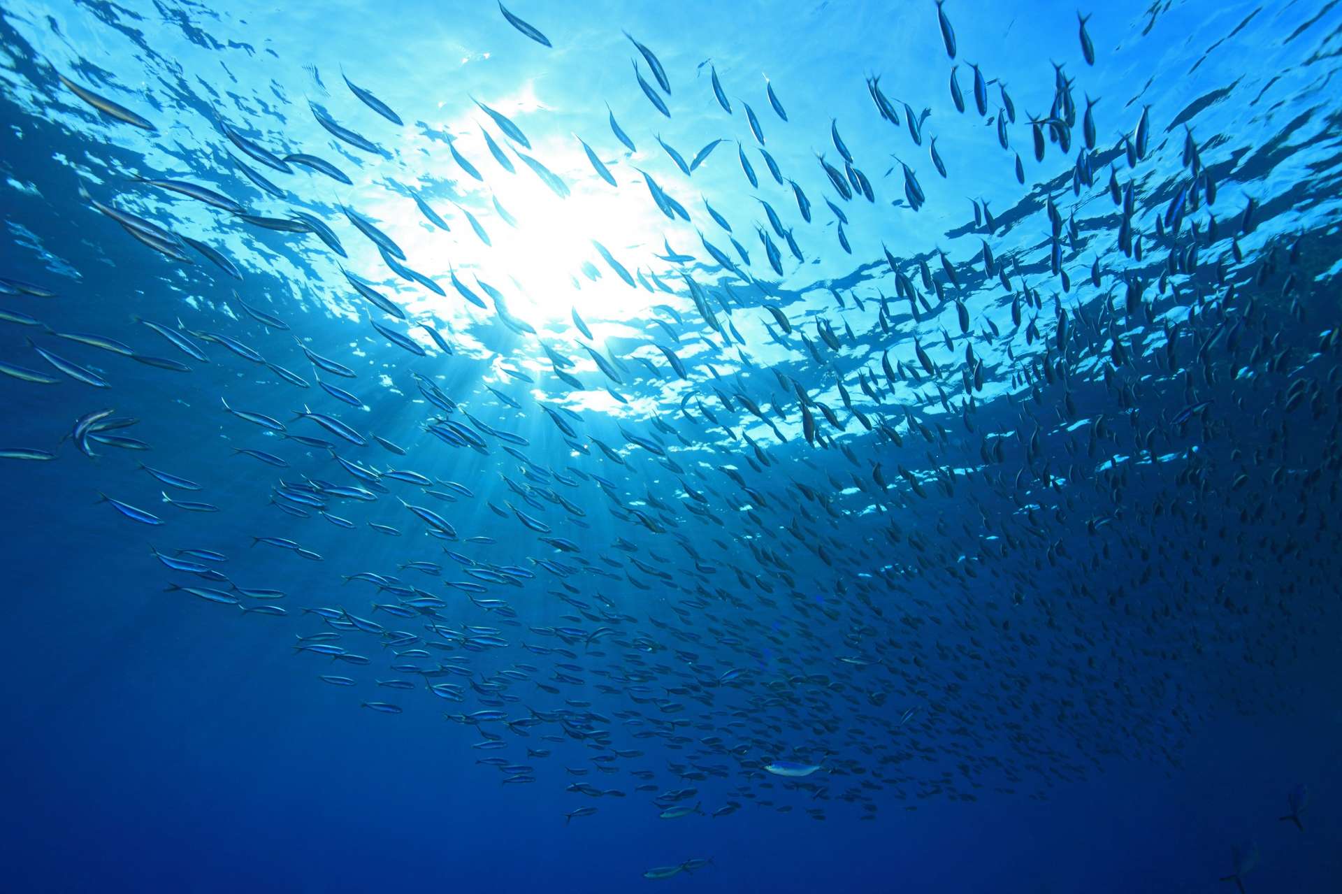 Le plancton est en train de disparaître massivement dans les océans, prélude à un désastre