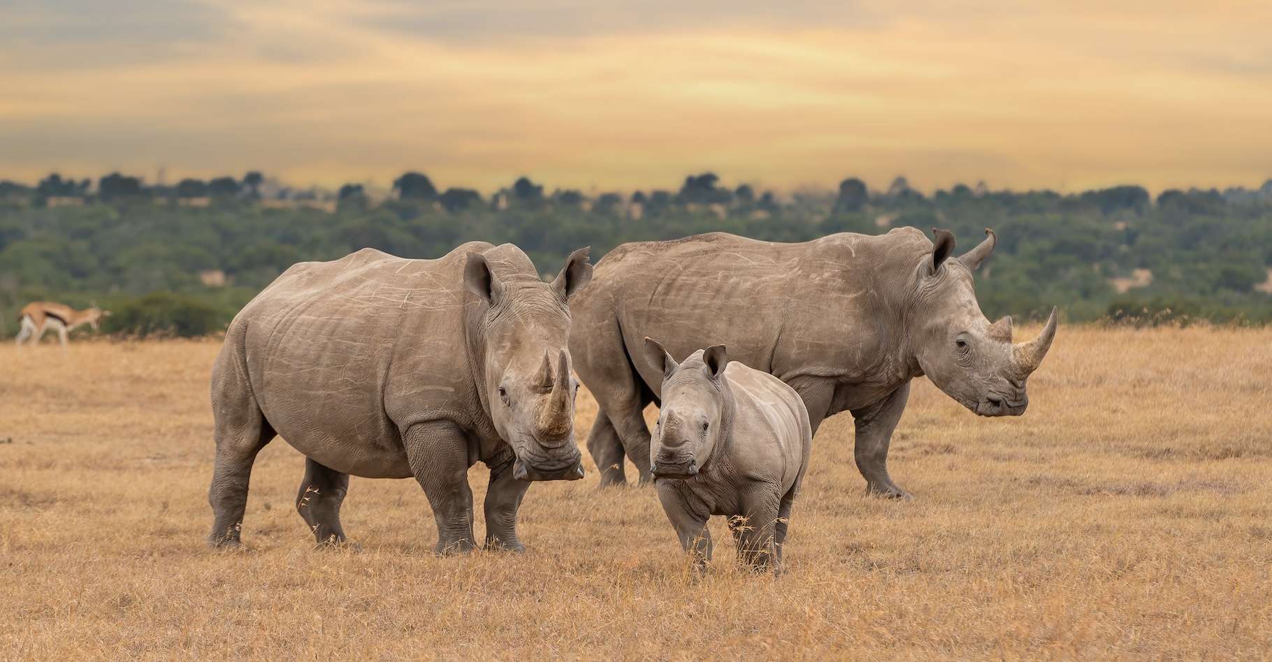 Les rhinocéros ne survivront pas au réchauffement climatique